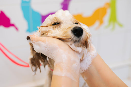 Grooming Essentials: A Step-by-Step Guide for a Happy Pet