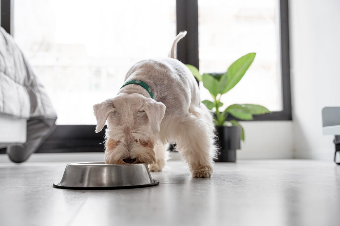 Mealtime Magic: Tips for Healthy and Happy Pet Eating